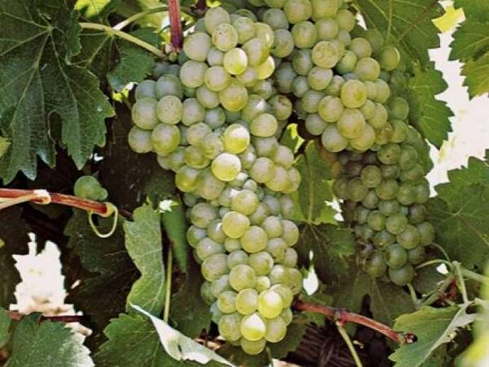 Viognier